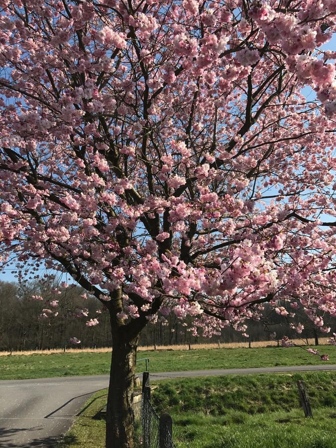 Am Waldrand Lägenhet Schuettorf Exteriör bild